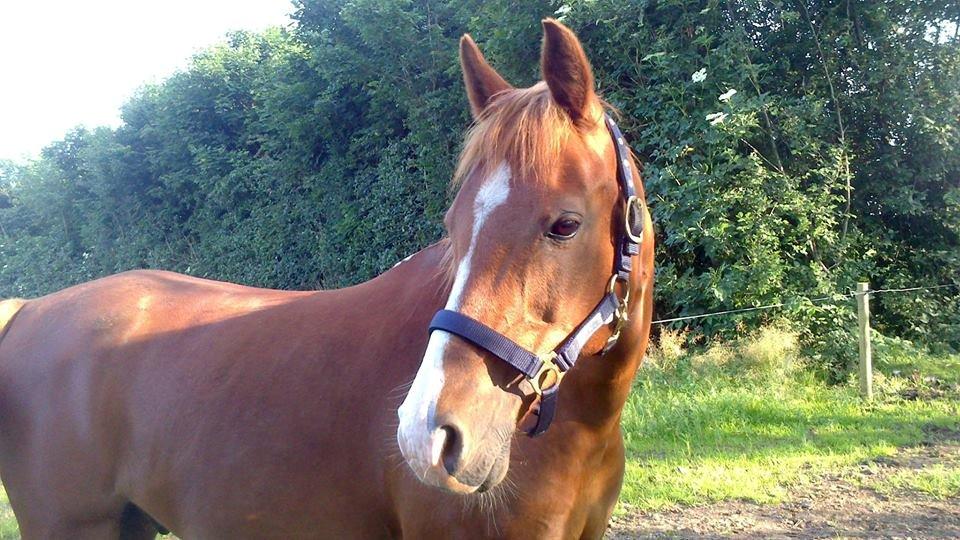 DSP Apollo (Polle fisen) <3 - Smukt! Tak fordi i kiggede forbi <3 billede 20