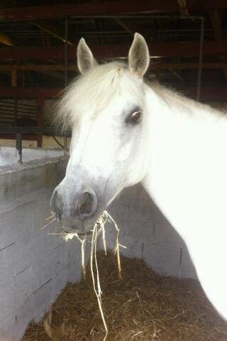 Connemara Camille (Mille) - Farvel min skath :( billede 20