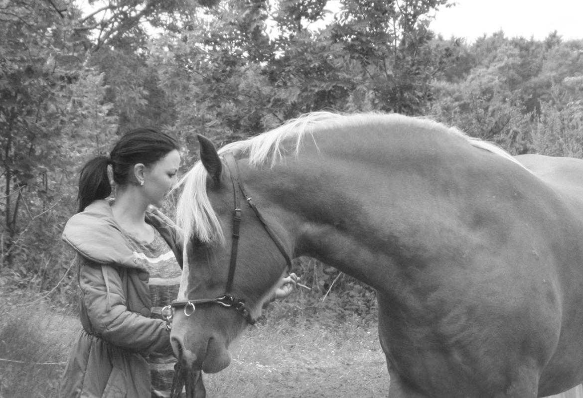 Welsh Cob (sec D) Roxette Royal - Jordtræning - sommer 2013.  billede 22