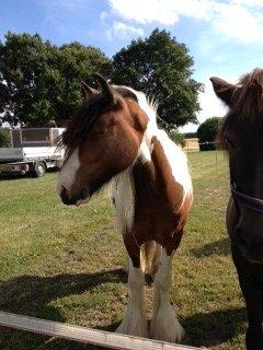 Tinker Little Miss Daisy   - Man er vel lækker baby 2 år billede 8