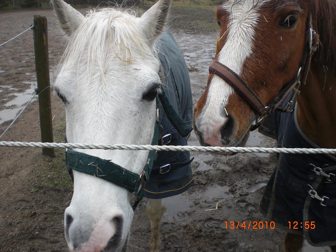 Anden særlig race Savages Isak Venture R.I.P elsket og altid savnet billede 15