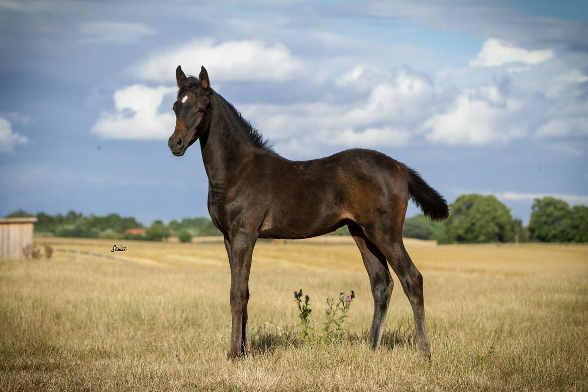 Arabisk fuldblod (OX) SAF Jamar Z - 11. august 2013 billede 14