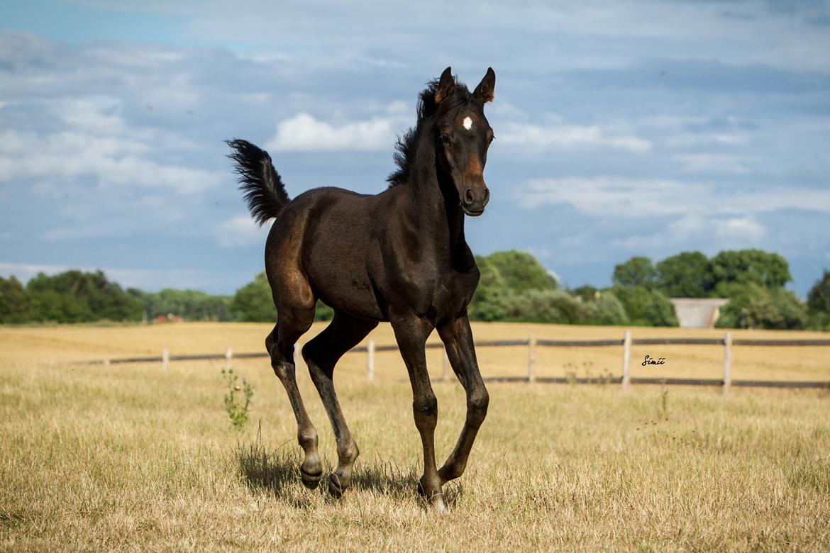 Arabisk fuldblod (OX) SAF Jamar Z - 11. august 2013 billede 15