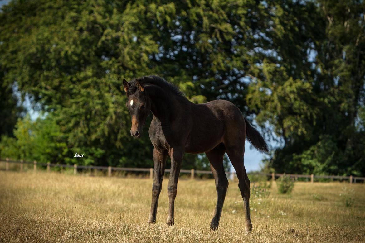 Arabisk fuldblod (OX) SAF Jamar Z - 11. august 2013 billede 16