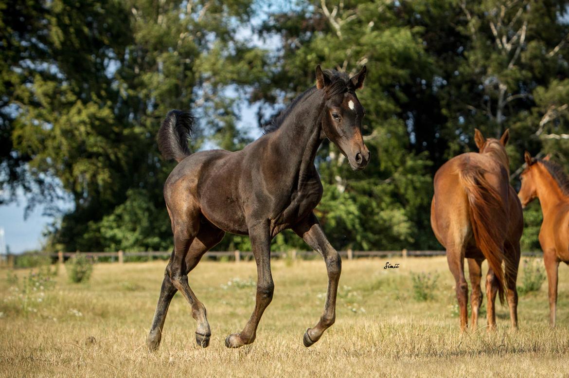 Arabisk fuldblod (OX) SAF Jamar Z - 11. august 2013 billede 17