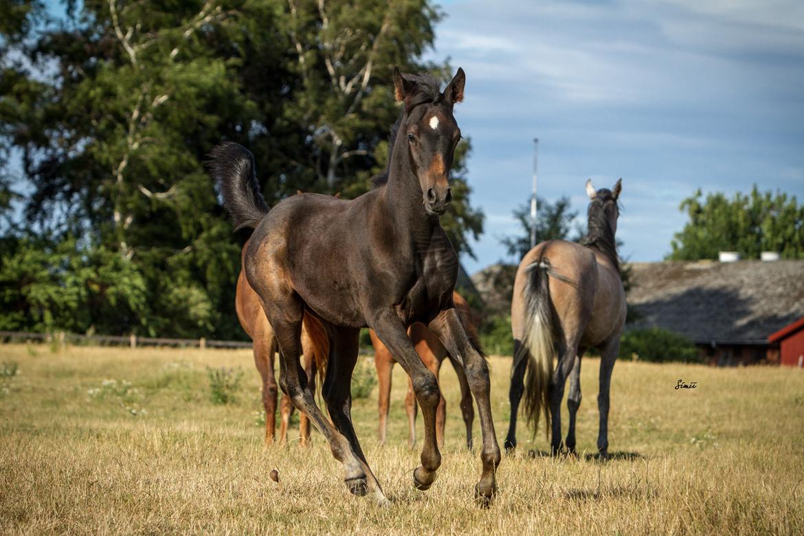 Arabisk fuldblod (OX) SAF Jamar Z - 11. august 2013 billede 18