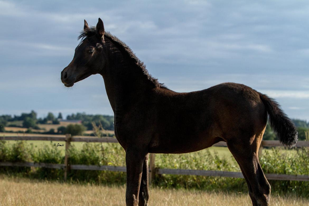 Arabisk fuldblod (OX) SAF Jamar Z - 11. august 2013 billede 19