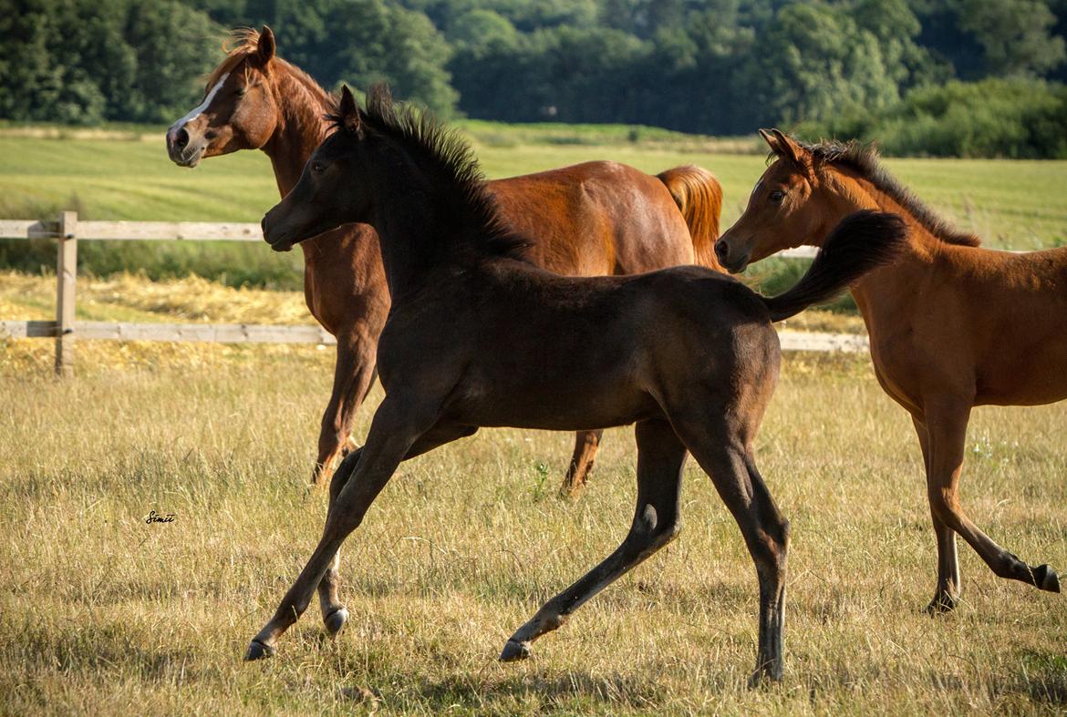 Arabisk fuldblod (OX) SAF Jamar Z - 11. august 2013 billede 20
