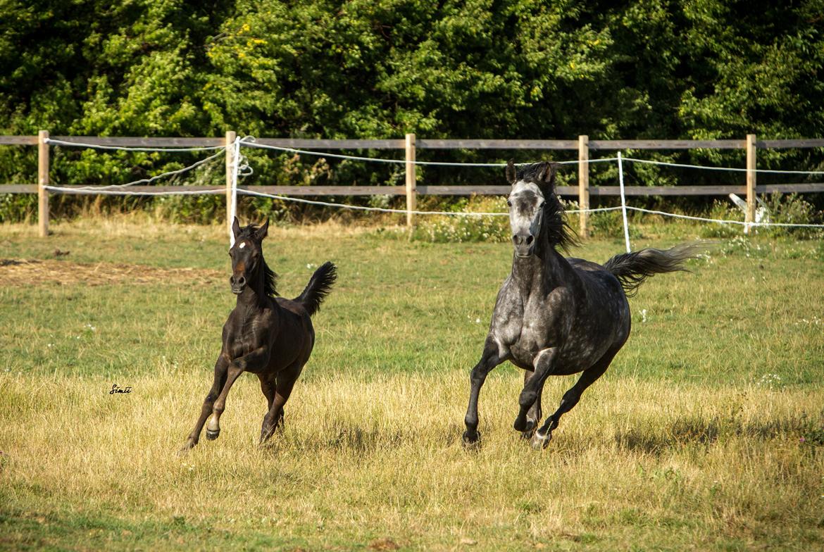 Arabisk fuldblod (OX) SAF Jamar Z - 11. august 2013 billede 21