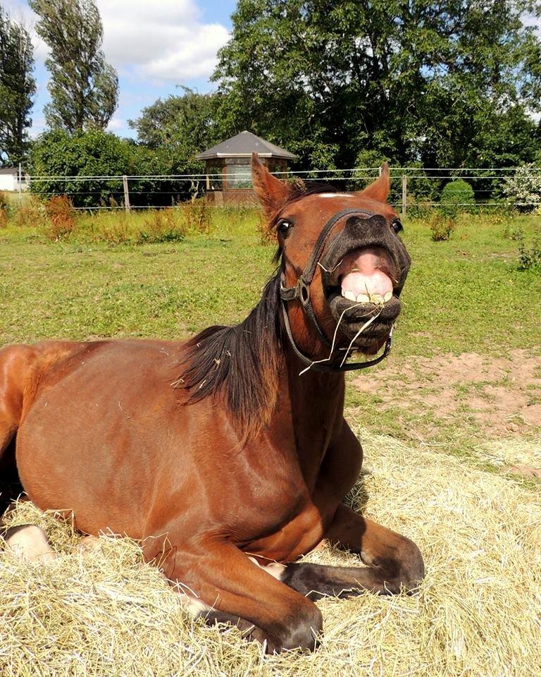 Dansk Varmblod Believe In Me billede 17