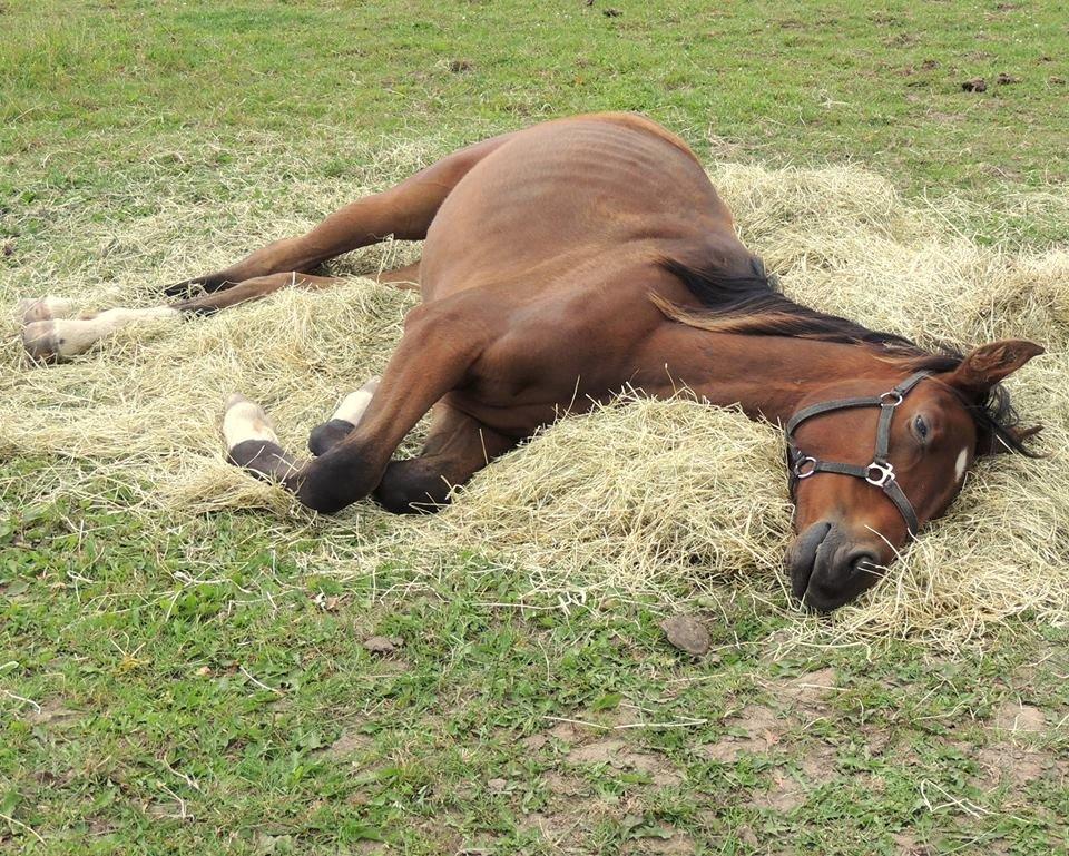 Dansk Varmblod Believe In Me billede 18