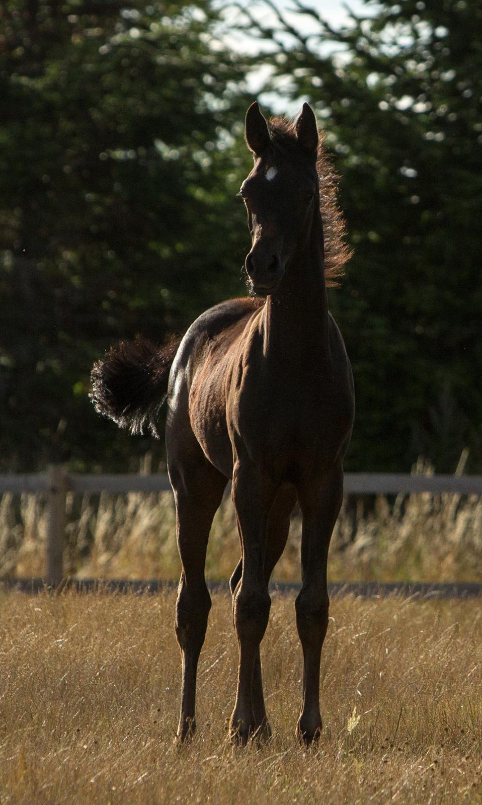 Arabisk fuldblod (OX) SAF Jamar Z - 11. august 2013 billede 22