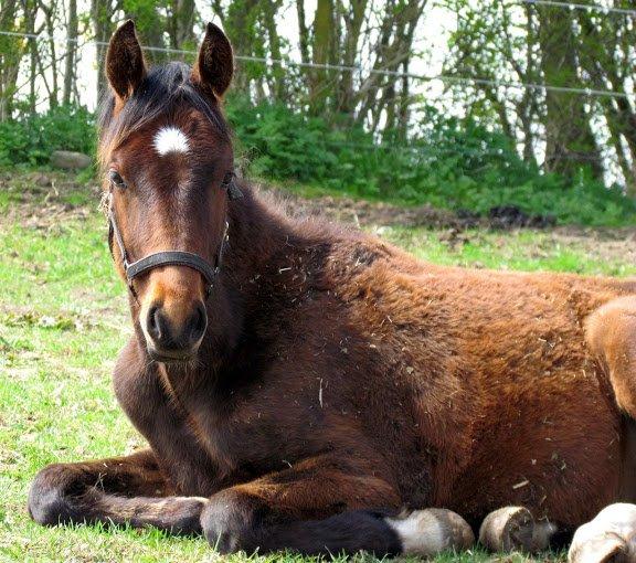 Dansk Varmblod Believe In Me billede 19