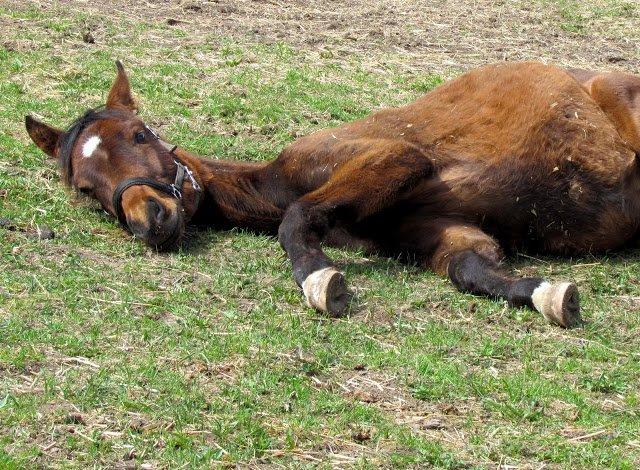 Dansk Varmblod Believe In Me billede 5