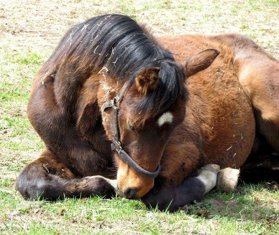 Dansk Varmblod Believe In Me billede 3