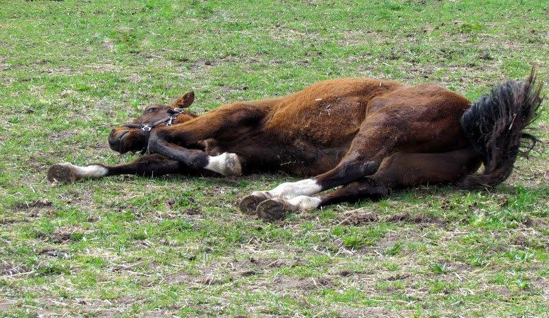 Dansk Varmblod Believe In Me billede 20