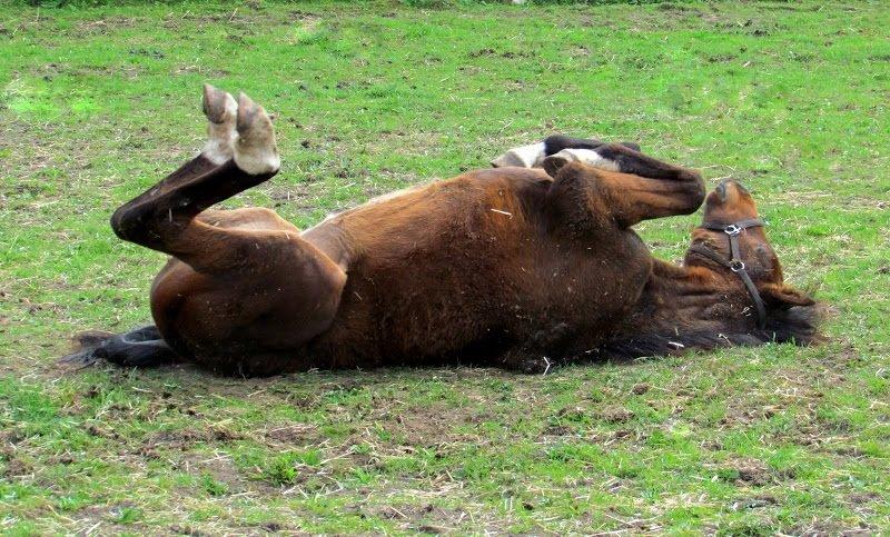 Dansk Varmblod Believe In Me billede 6