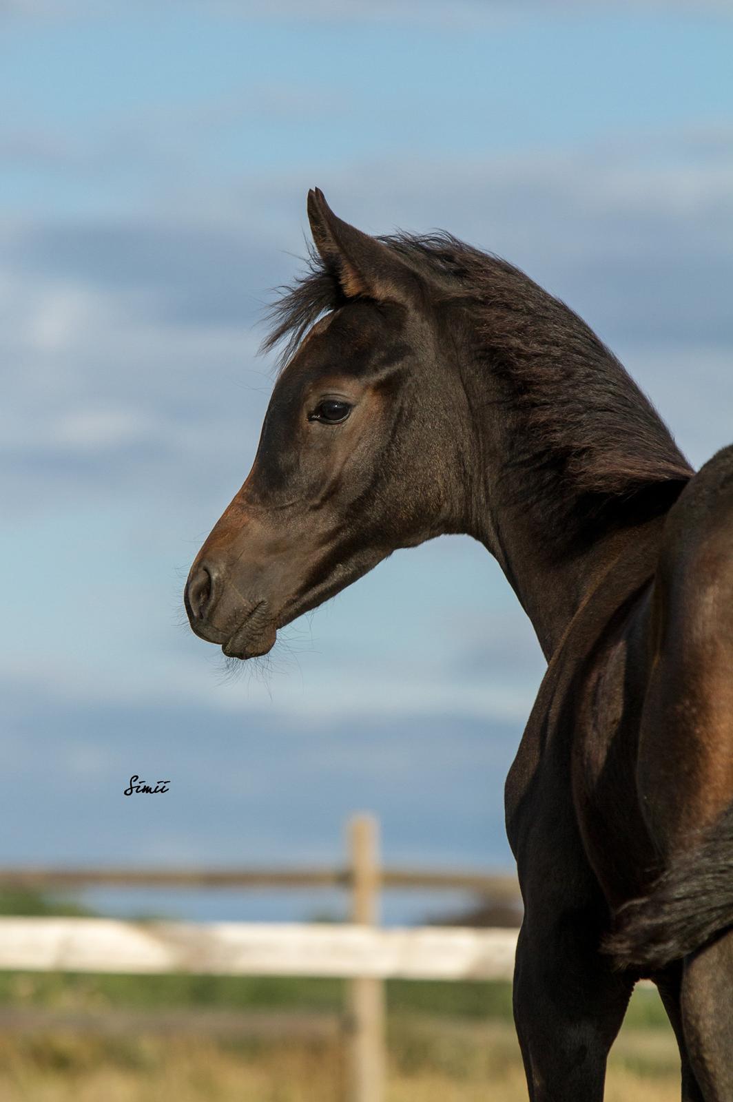 Arabisk fuldblod (OX) SAF Jamar Z - 11. august 2013 billede 23