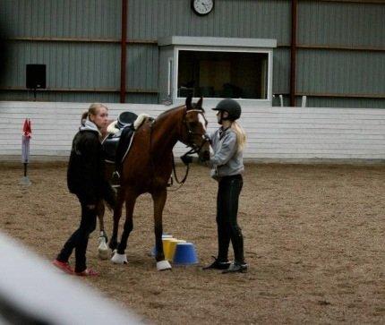 DSP Passion *palle* (skadet) billede 15