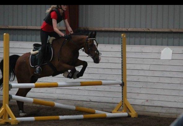 DSP Passion *palle* (skadet) billede 16