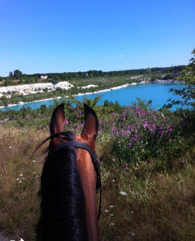 DSP Passion *palle* (skadet) - på tur<3 billede 20