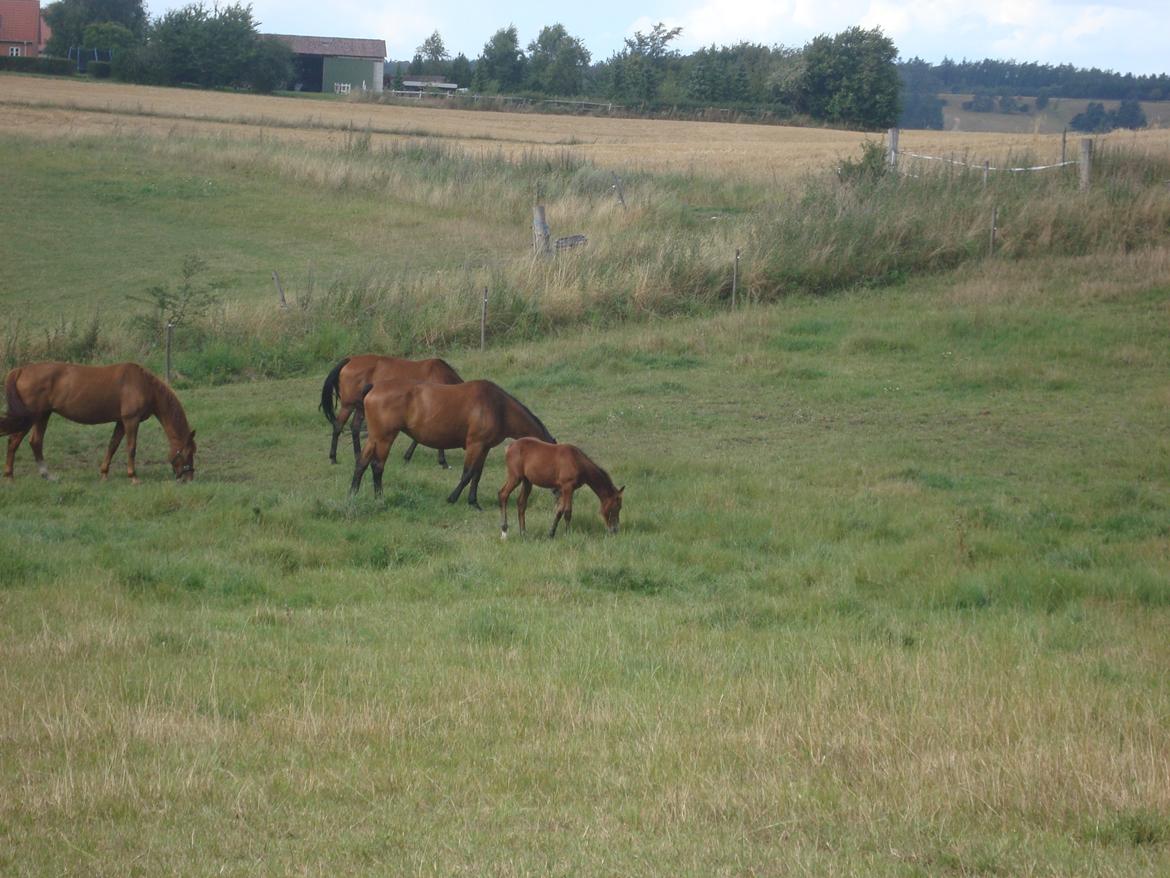 Hollandsk Varmblod Woberlina T billede 11