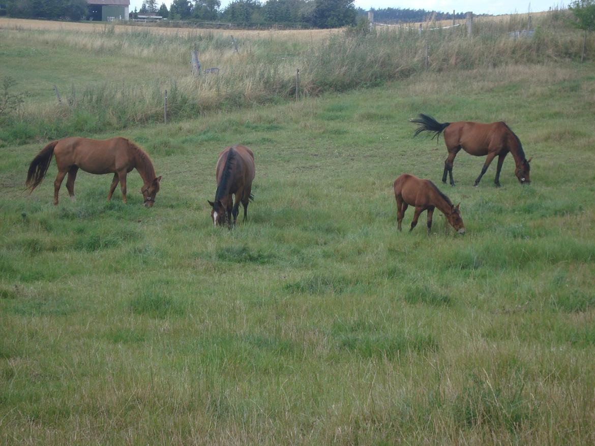 Hollandsk Varmblod Woberlina T billede 12