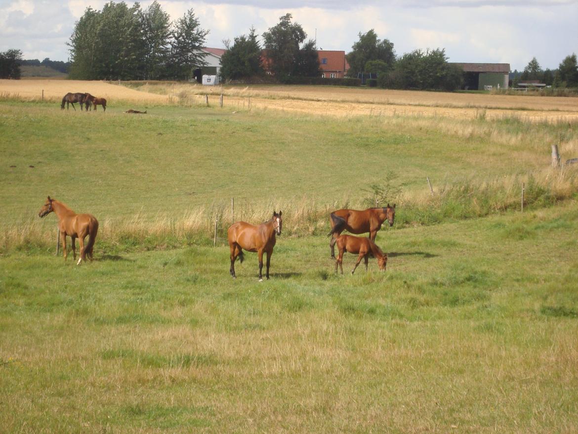 Hollandsk Varmblod Woberlina T billede 13