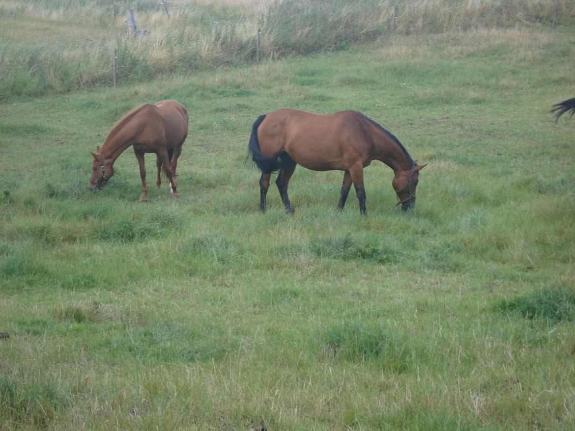 Hollandsk Varmblod Woberlina T billede 1