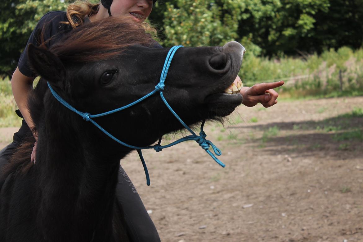 Anden særlig race Iceman - Første gang han smiler fra ryggen af :) billede 2