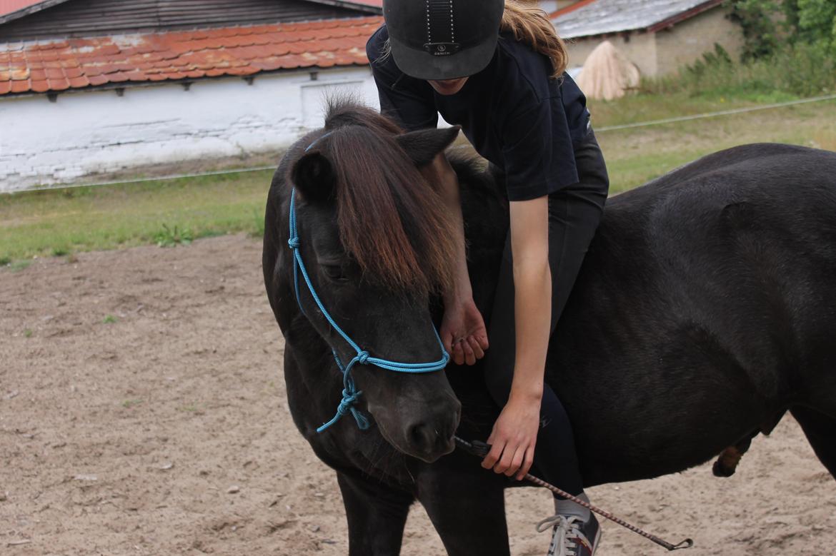 Anden særlig race Iceman - Vi træner på at samle pisk op imens jeg sidder på ryggen af ham :) billede 6