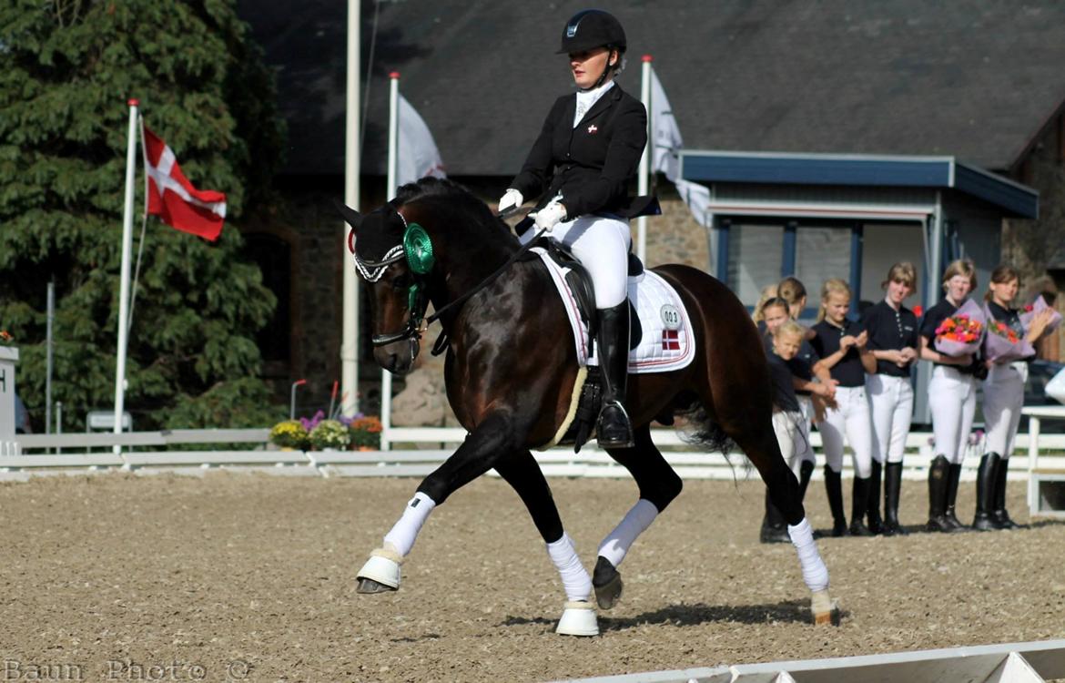 Welsh Partbred (Sec F) Bjerregårds Mozart - dm 2013 - baun photo billede 2