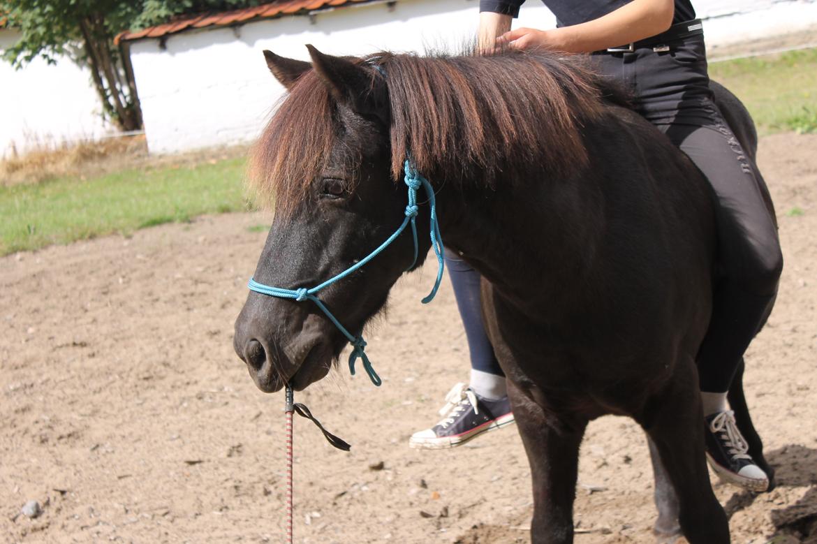 Anden særlig race Iceman - Iceman samler pisken op, imens jeg sidder på ryggen af ham. billede 20