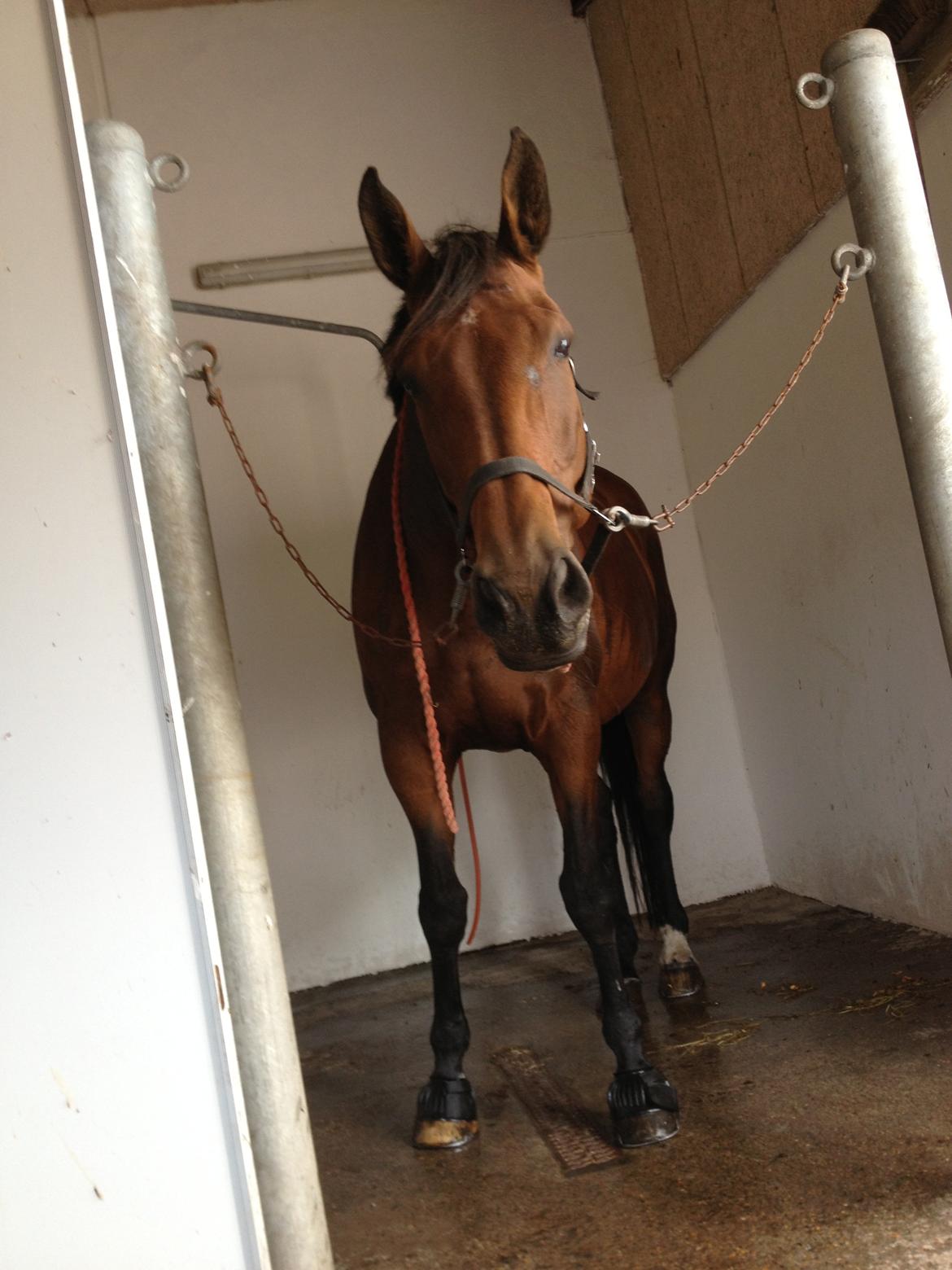 Dansk Varmblod Latin Star Bastbjerg billede 3