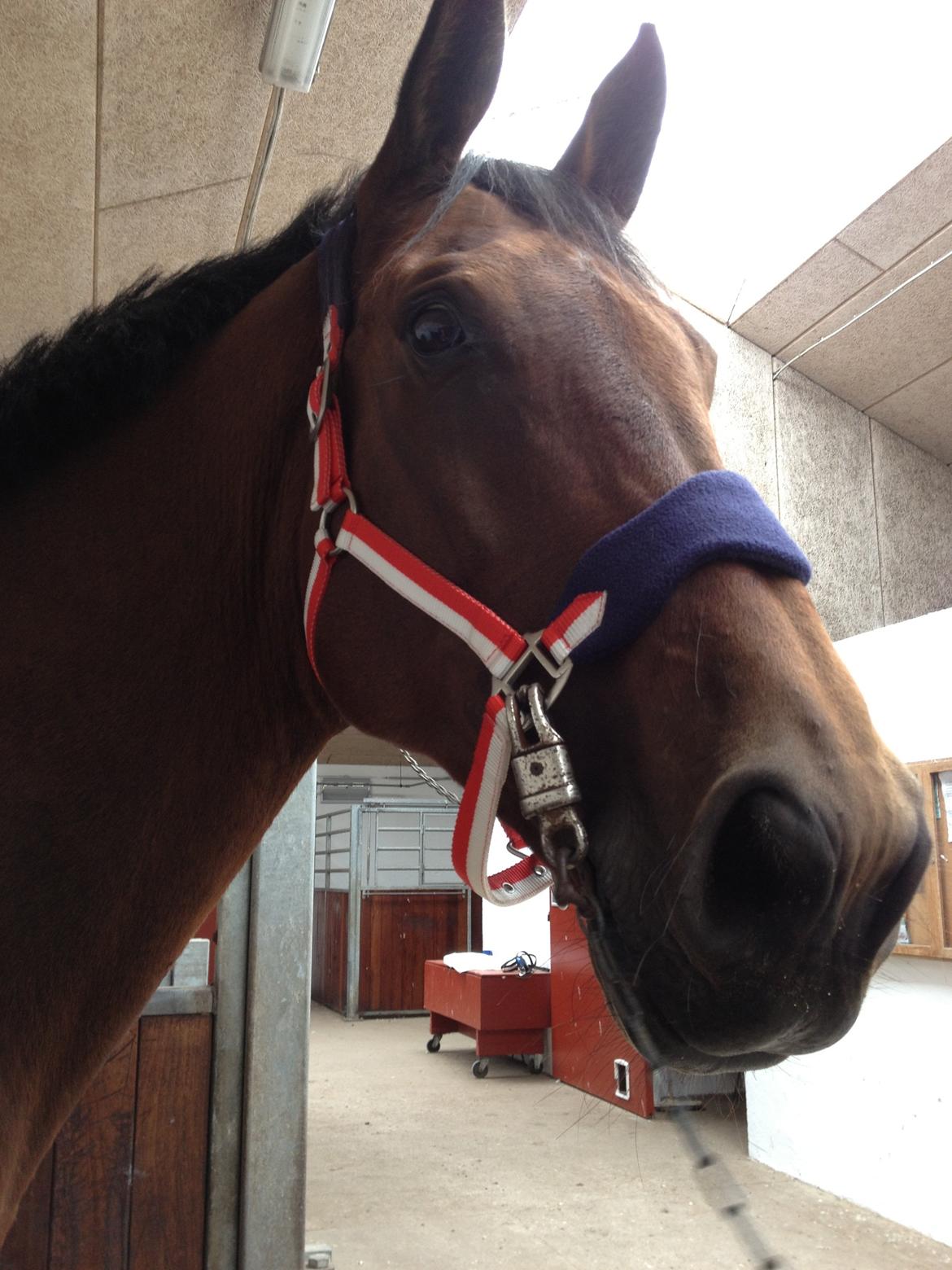 Dansk Varmblod Latin Star Bastbjerg billede 4