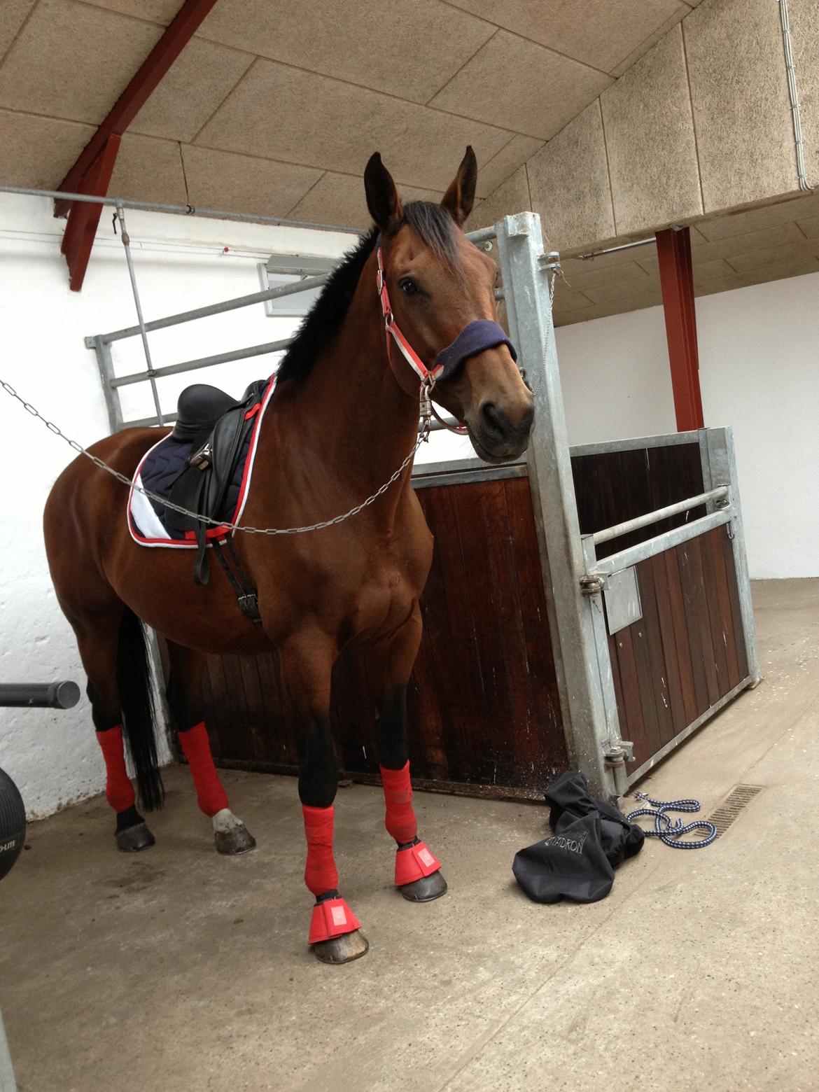 Dansk Varmblod Latin Star Bastbjerg billede 2