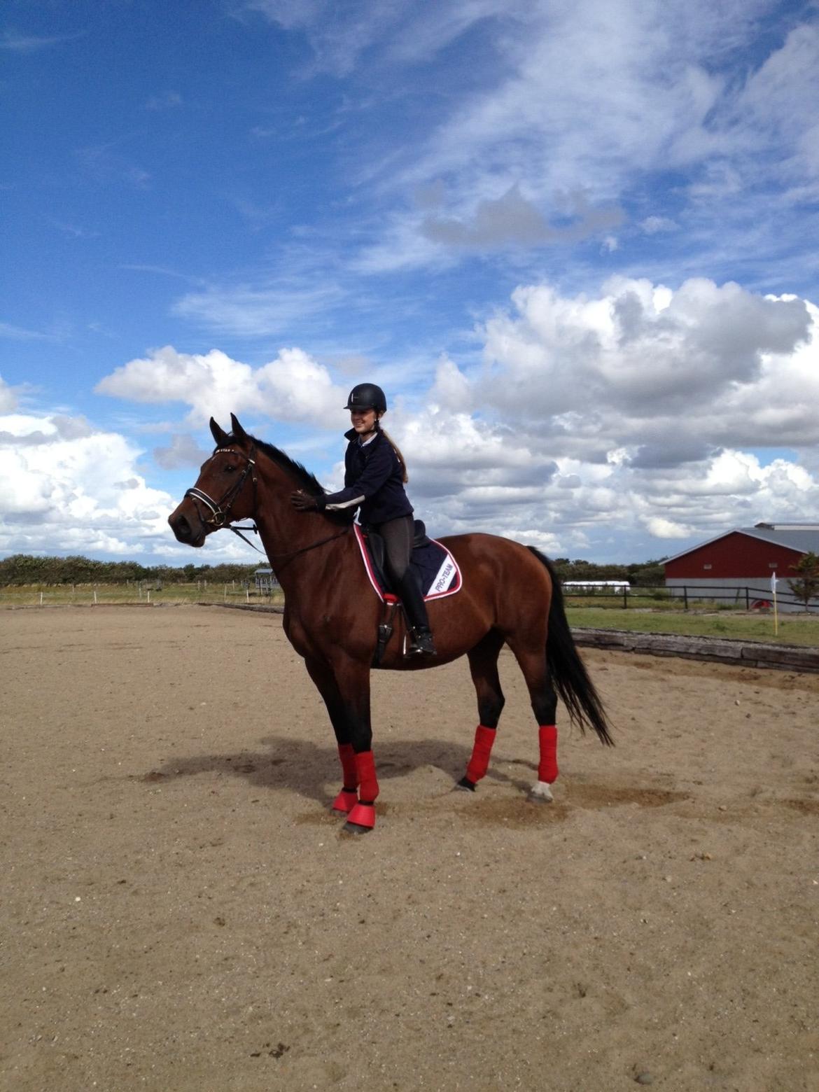 Dansk Varmblod Latin Star Bastbjerg billede 1