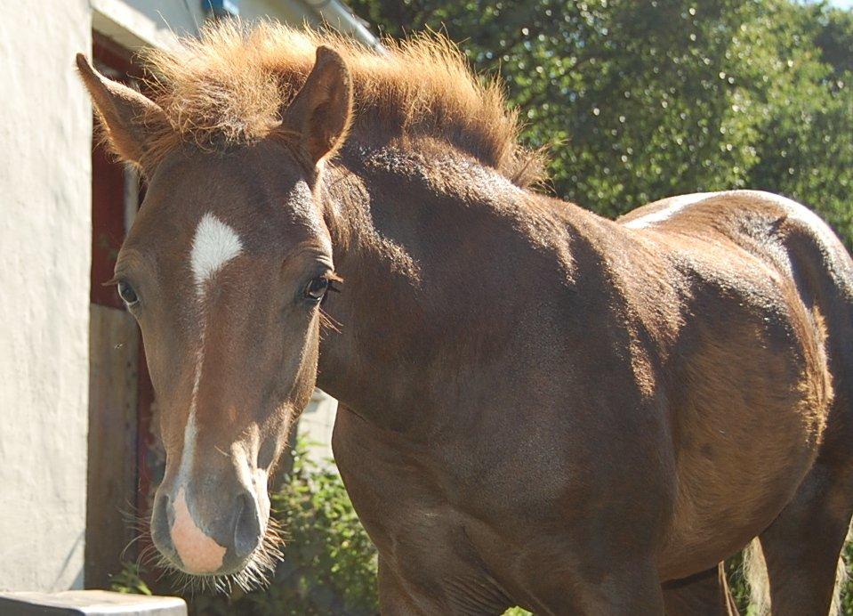 Welsh Pony (sec B) ChaTho´s Zippo - 20 juli 2013 - 4 måneder billede 17