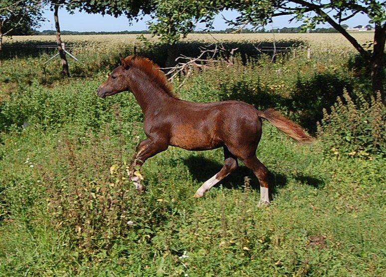 Welsh Pony (sec B) ChaTho´s Zippo - 20 juli 2013 - 4 måneder billede 16