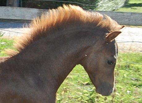 Welsh Pony (sec B) ChaTho´s Zippo - 20 juli 2013 - 4 måneder billede 19