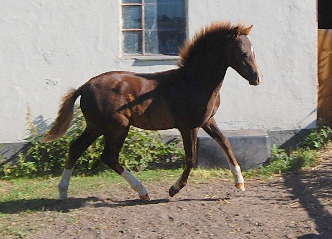 Welsh Pony (sec B) ChaTho´s Zippo - 20 juli 2013 - 4 måneder billede 20