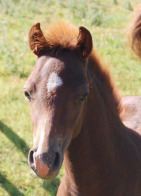 Welsh Pony (sec B) ChaTho´s Zippo - 20 juli 2013 - 4 måneder billede 18