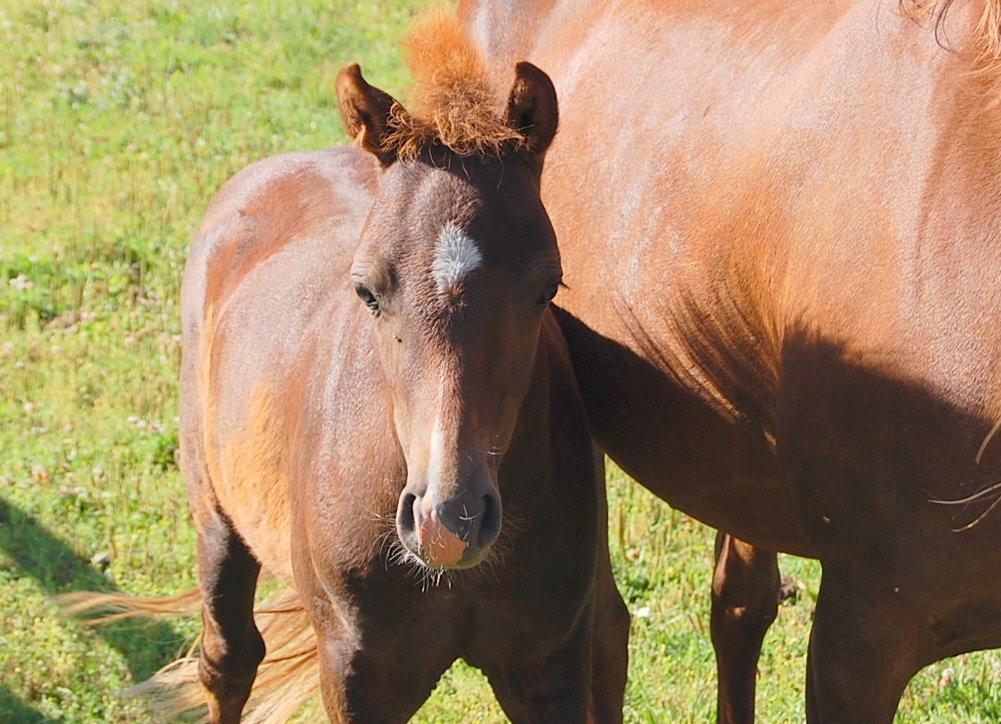 Welsh Pony (sec B) ChaTho´s Zippo - 20 juli 2013 - 4 måneder billede 22