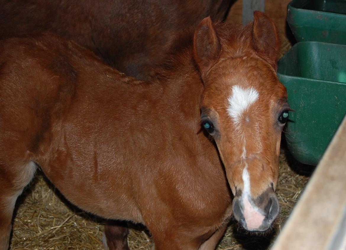 Welsh Pony (sec B) ChaTho´s Zippo - 21 april 2013 - 1 måned billede 31