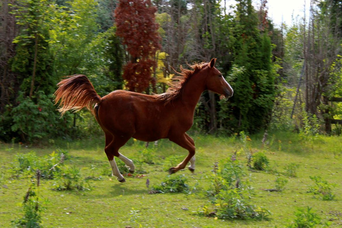 Anden særlig race High Heeled Halo - 12-8-2013 billede 23