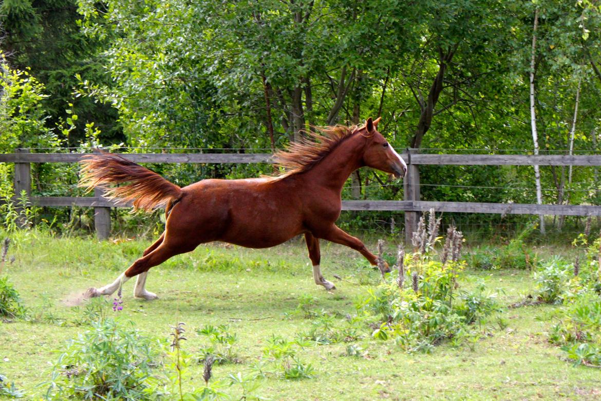 Anden særlig race High Heeled Halo - 12-8-2013 Racerhesten billede 24