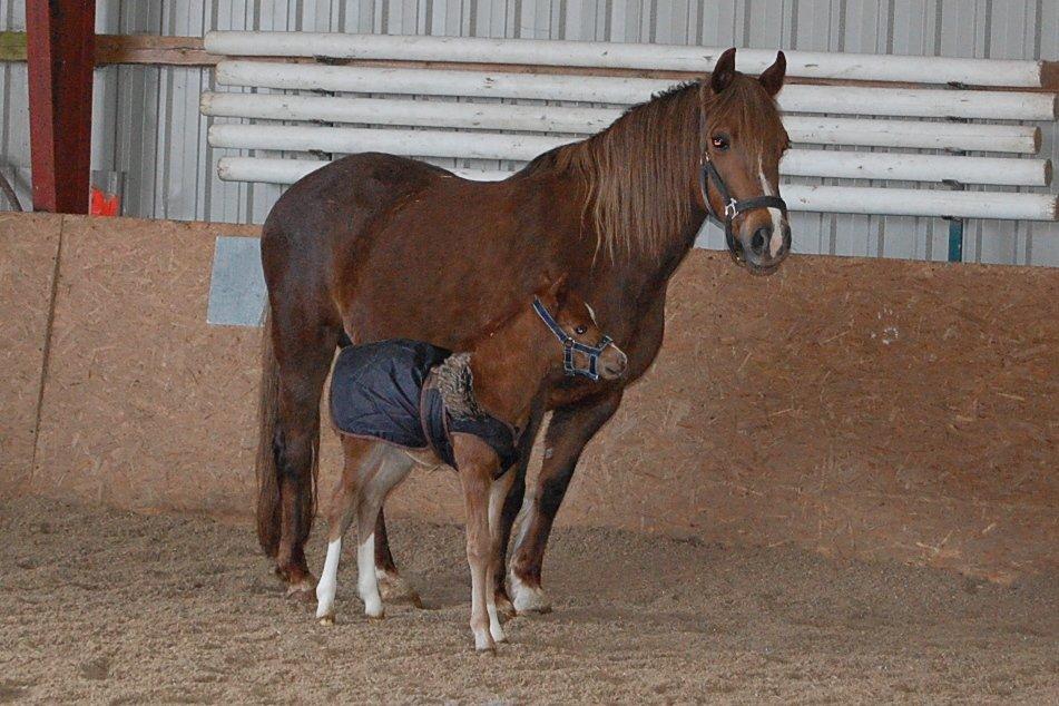 Welsh Pony (sec B) ChaTho´s Zippo - 20 marts 2013 - 2 dage gammel billede 37