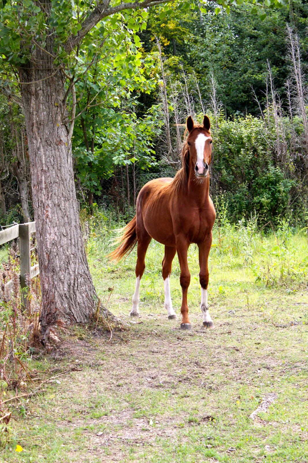 Anden særlig race High Heeled Halo - 12-8-2013 billede 2