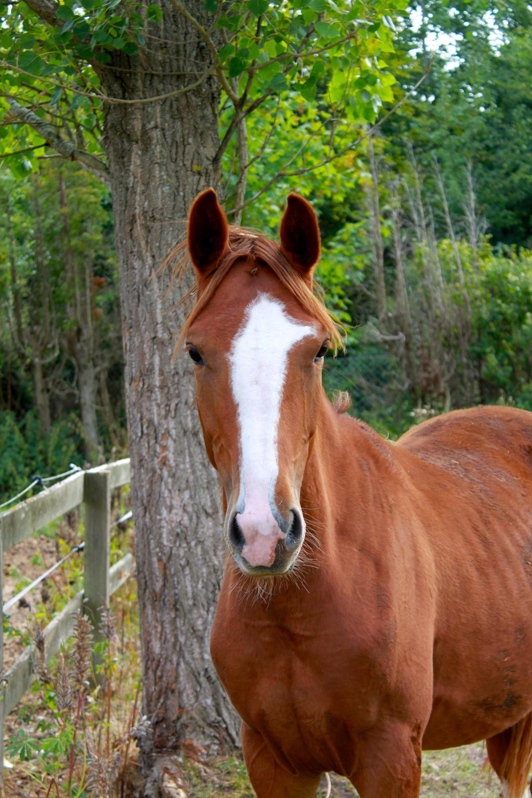 Anden særlig race High Heeled Halo - 12-8-2013 billede 25