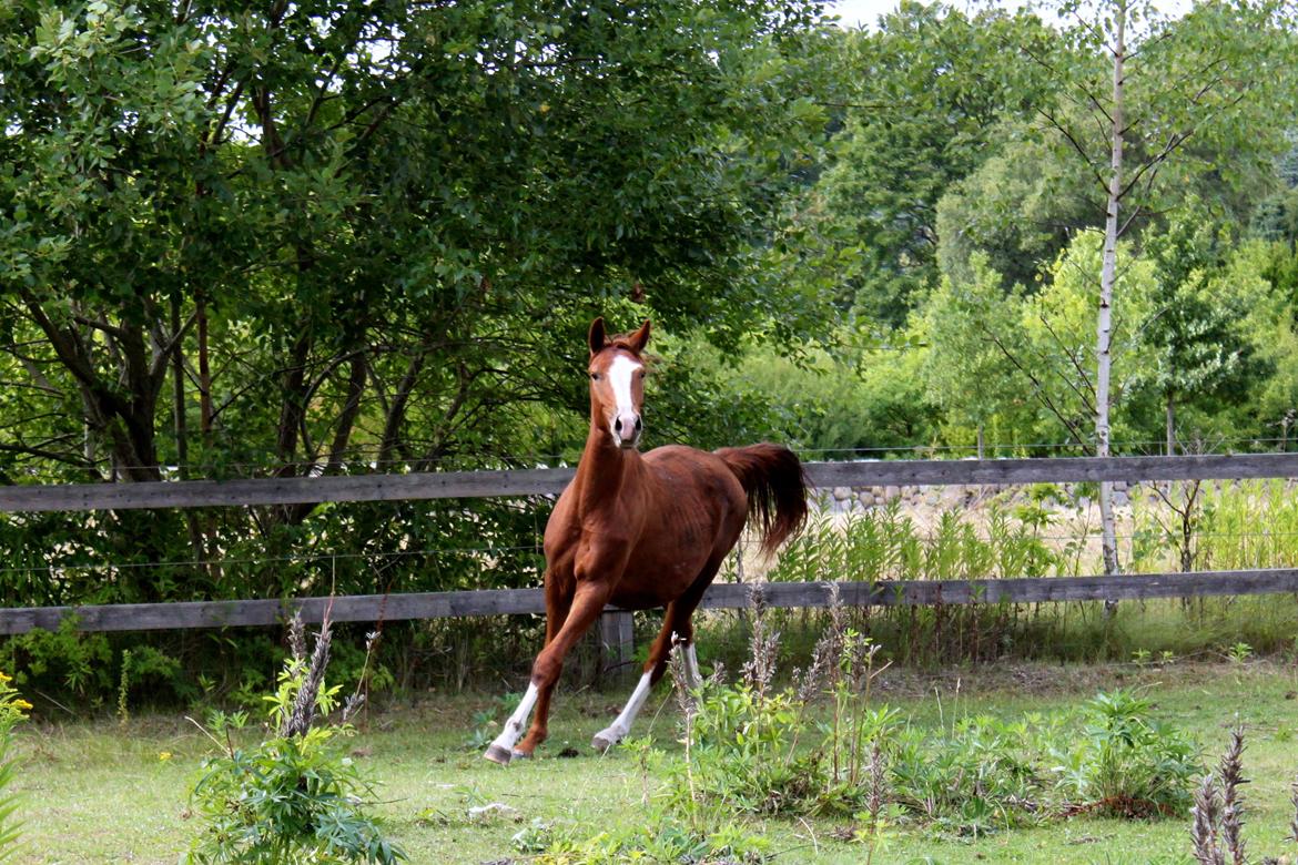 Anden særlig race High Heeled Halo - 12-8-2013 billede 26